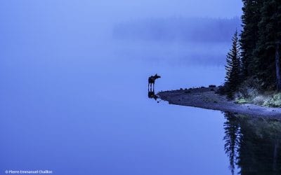 Last Frame: Moody Blue
