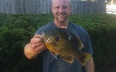Michigan Angler Breaks 30-Year Old Hybrid Sunfish Record
