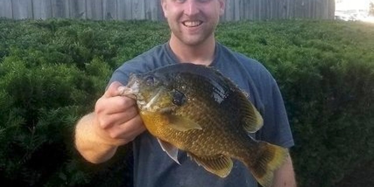 New Hybrid Sunfish In Michigan