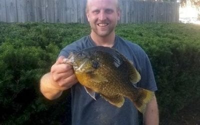 New Hybrid Sunfish In Michigan