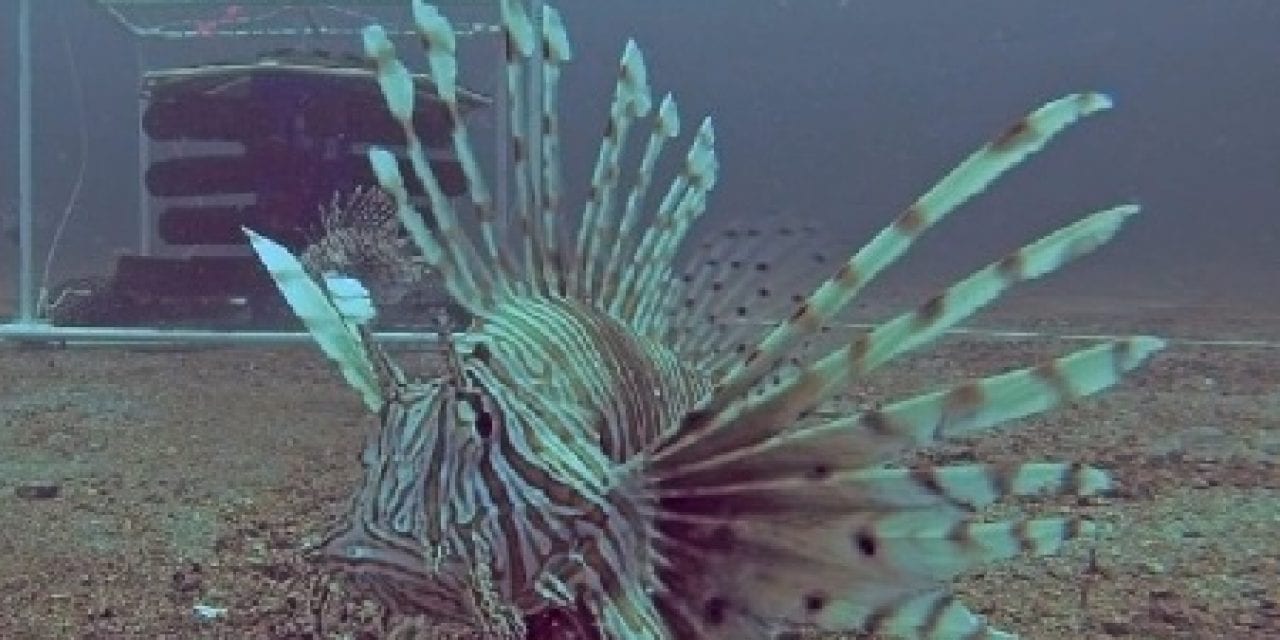 New Tools to Combat Lionfish in Florida