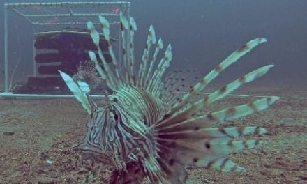 New Tools to Combat Lionfish in Florida