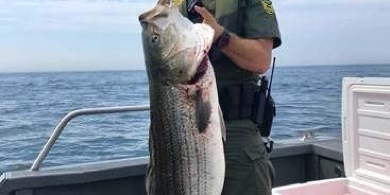 NOAA Law Enforcement Uncovers Illegal Harvesting Of Stripers (Infographic)