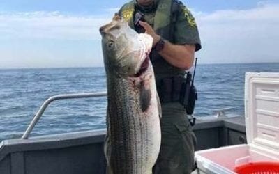 NOAA Law Enforcement Uncovers Illegal Harvesting Of Stripers (Infographic)