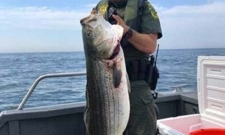NOAA Law Enforcement Uncovers Illegal Harvesting Of Stripers (Infographic)