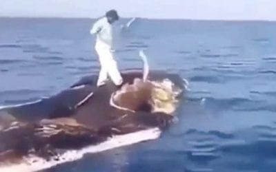 Odd Video of the Day: Man Handlines Fish From a Whale Carcass
