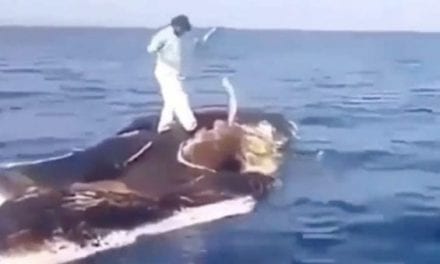 Odd Video of the Day: Man Handlines Fish From a Whale Carcass