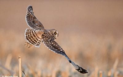 Our Position On Wildlife Baiting