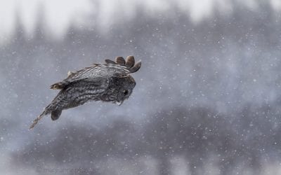 Photo Of The Day By Mary Anne Pfitzinger