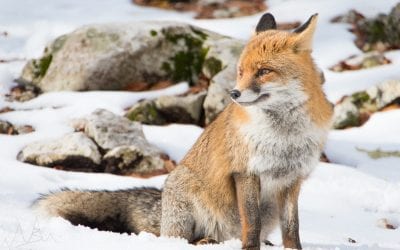 Photo Of The Day By Vassili Balocco