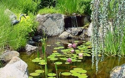 Pond Owners Need To Know