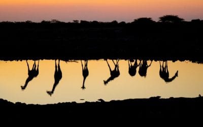 reCOMPOSE Podcast 043: Interview with Richard Bernabe