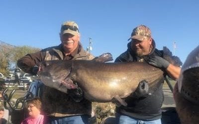 Record breaking blue catfish caught in Western Kentucky