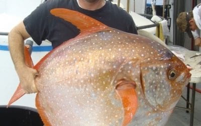 Seafood Industry and Scientists Team Up to Make the Most of Opah
