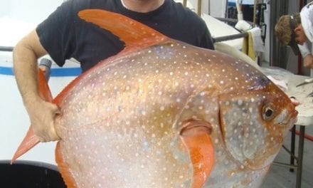 Seafood Industry and Scientists Team Up to Make the Most of Opah