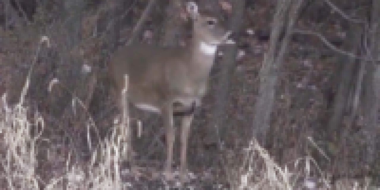 Shotgun Season Means Deer Meat for Dinner