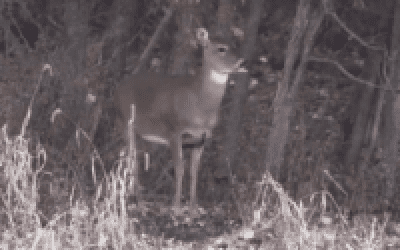 Shotgun Season Means Deer Meat for Dinner