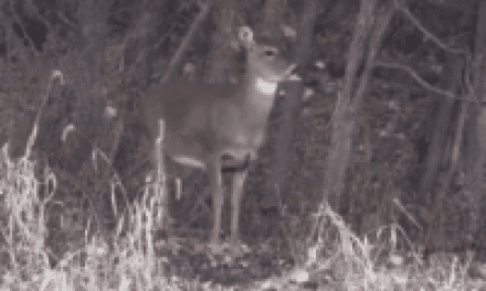 Shotgun Season Means Deer Meat for Dinner