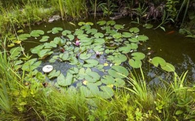 Solve This Fishing Riddle Before Time Runs Out