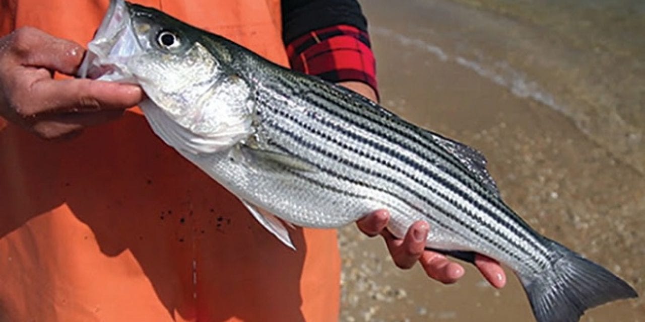 Striped Bass Reproduction Improving