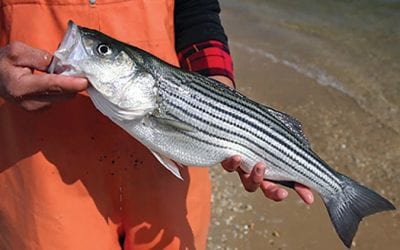 Striped Bass Reproduction Improving