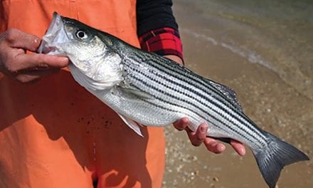 Striped Bass Reproduction Improving
