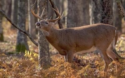 The Five 10s of Hunting You May Have Forgotten About