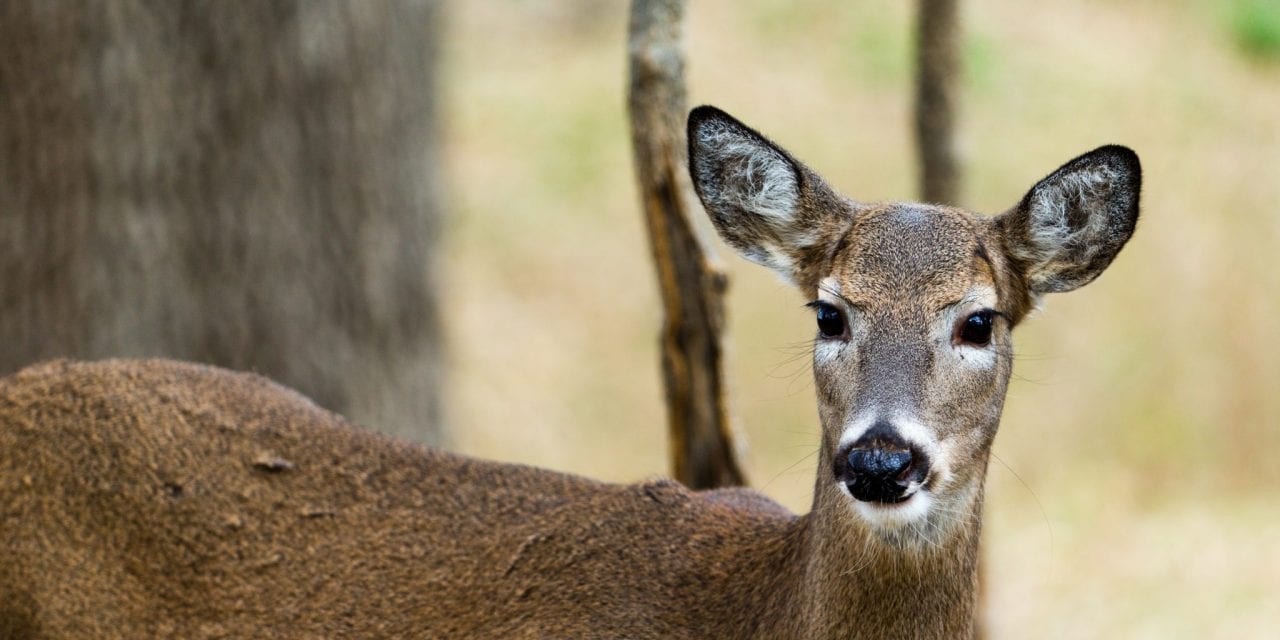 The Rut: Constants, Myths and Legends