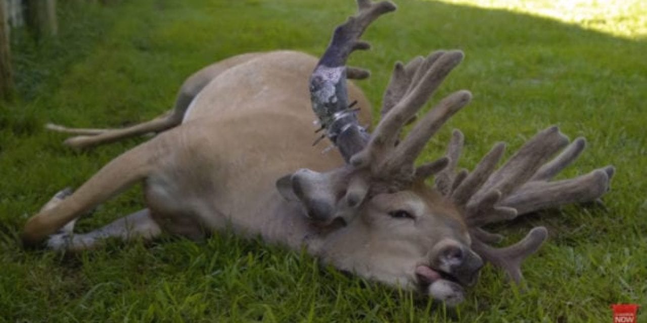 This Buck’s Antler Got So Big, It Had to Be Amputated