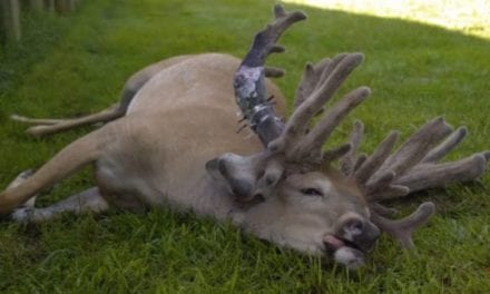 This Buck’s Antler Got So Big, It Had to Be Amputated