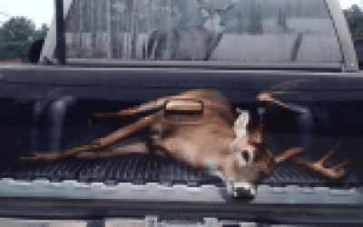 This Giant Buck is the Most Awesome Thing You’ll See Today
