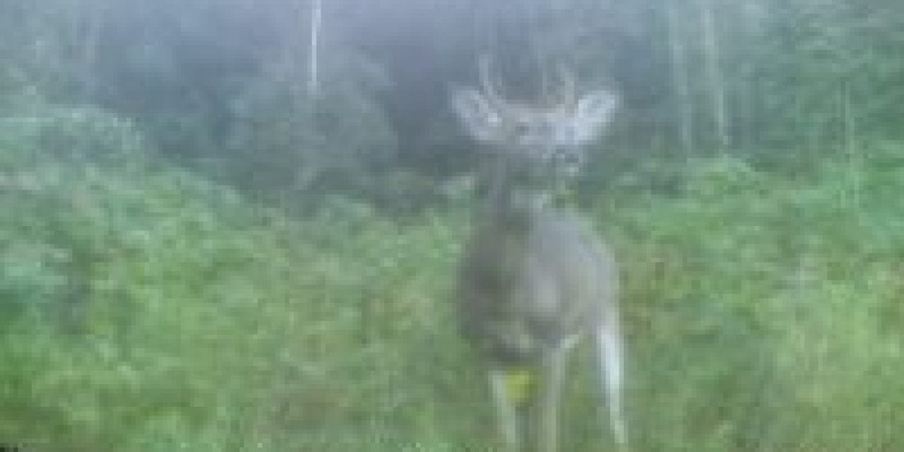 This is What Causes Small Antlers in Bucks
