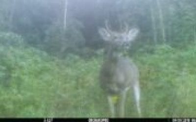 This is What Causes Small Antlers in Bucks