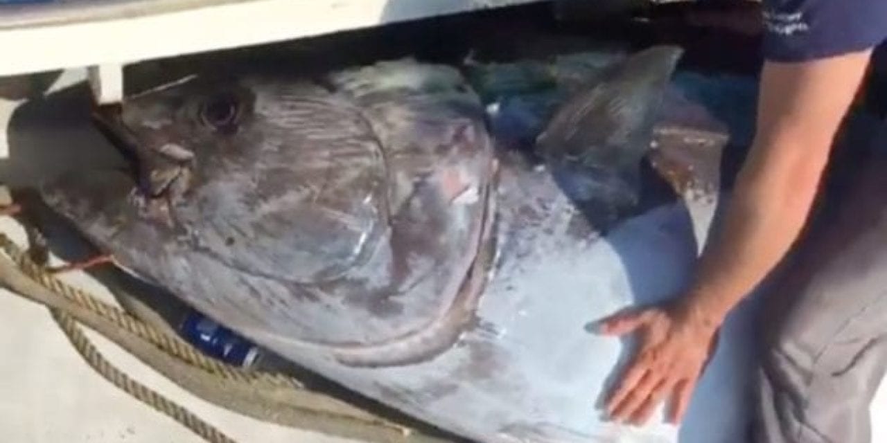 Three Men Catch 750-Pound Tuna Near Massachusetts