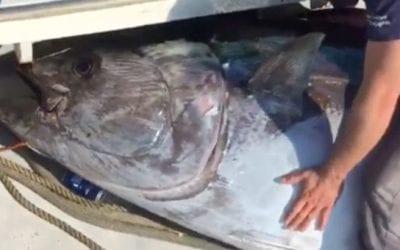 Three Men Catch 750-Pound Tuna Near Massachusetts