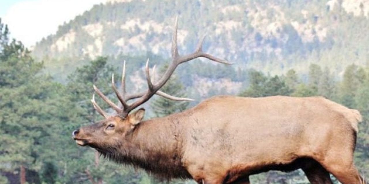 Top 10 States for Elk Hunting