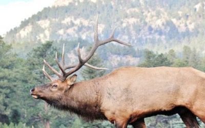 Top 10 States for Elk Hunting