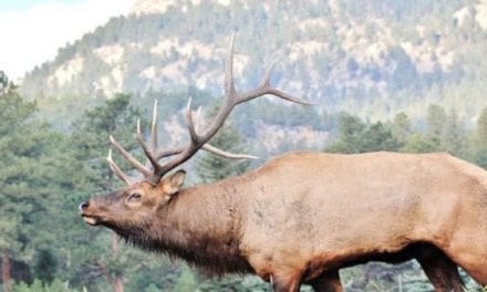 Top 10 States for Elk Hunting