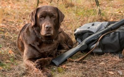 Top 7 Holiday Gifts for Dog Lovers