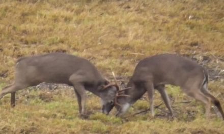 Two Bucks are Dueling During Rut When a Third Joins