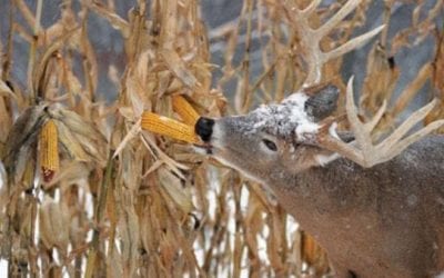 Two Effective Ways to Hunt Deer in the Late Season
