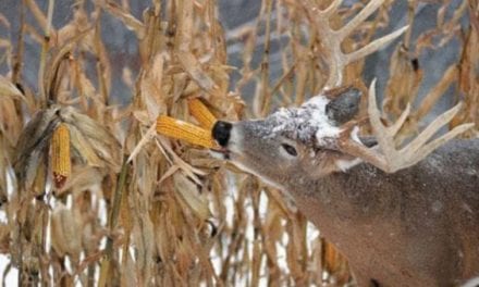 Two Effective Ways to Hunt Deer in the Late Season