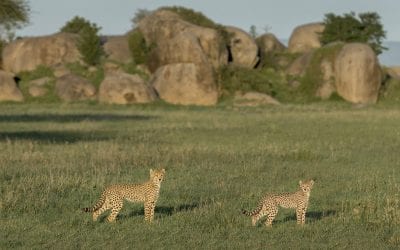 Understanding Depth Of Field