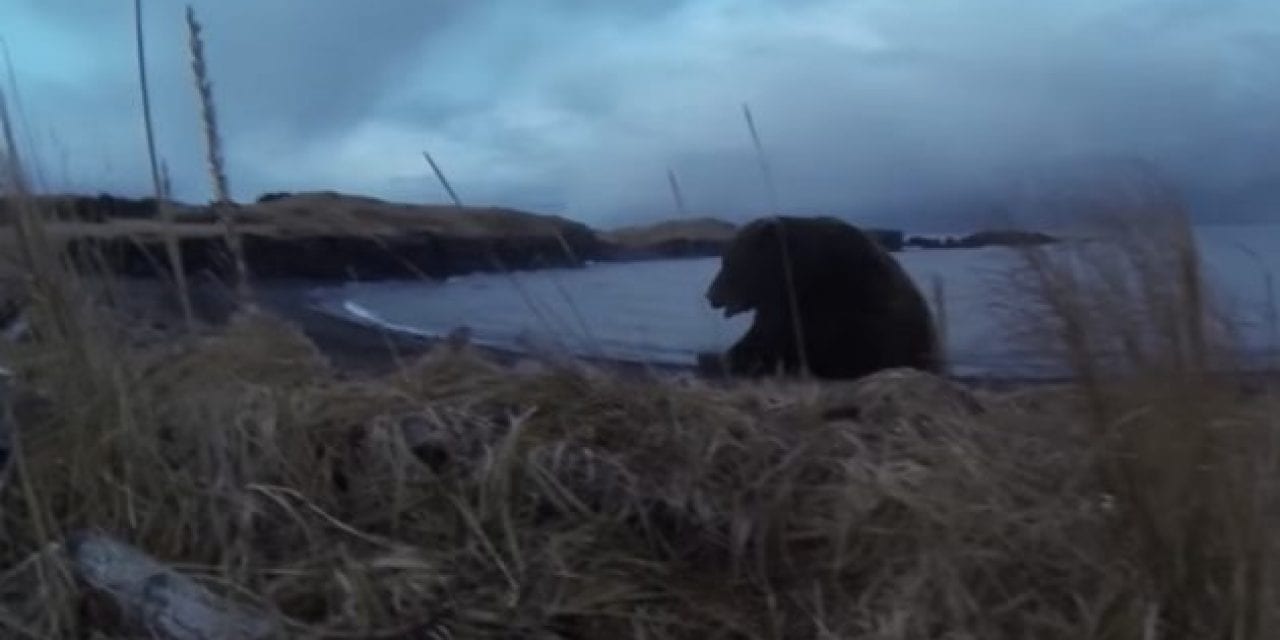 Video: Kodiak Bear Charges Hunter