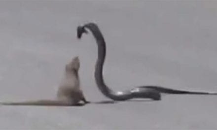 Video: Mongoose and Cobra Face Off