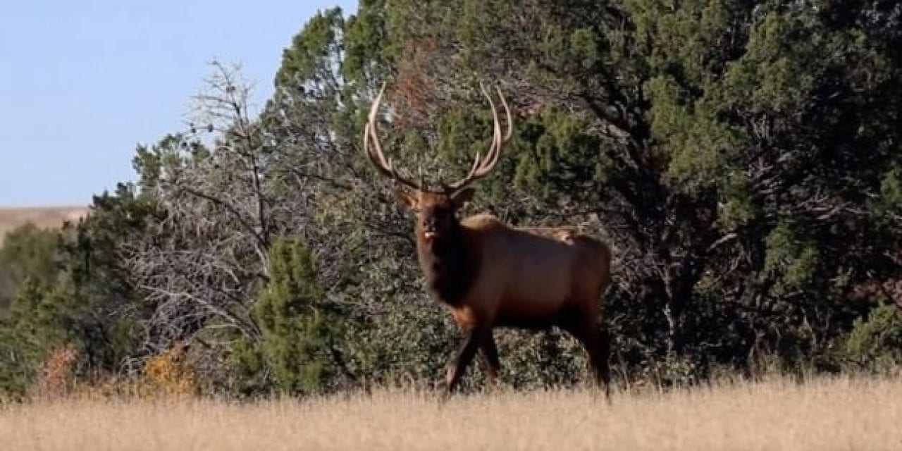 Watch Ron Spomer Take a New Mexico Elk With a Mossberg Patriot