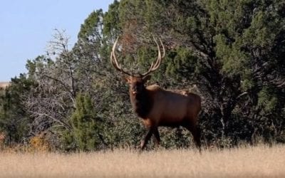 Watch Ron Spomer Take a New Mexico Elk With a Mossberg Patriot