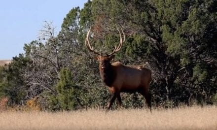 Watch Ron Spomer Take a New Mexico Elk With a Mossberg Patriot