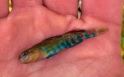 What Lurks Beneath, “Aw, Purdy!”