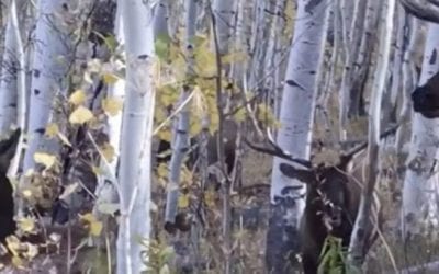 Whoa! There are a Lot of Elk Surrounding This Guy!